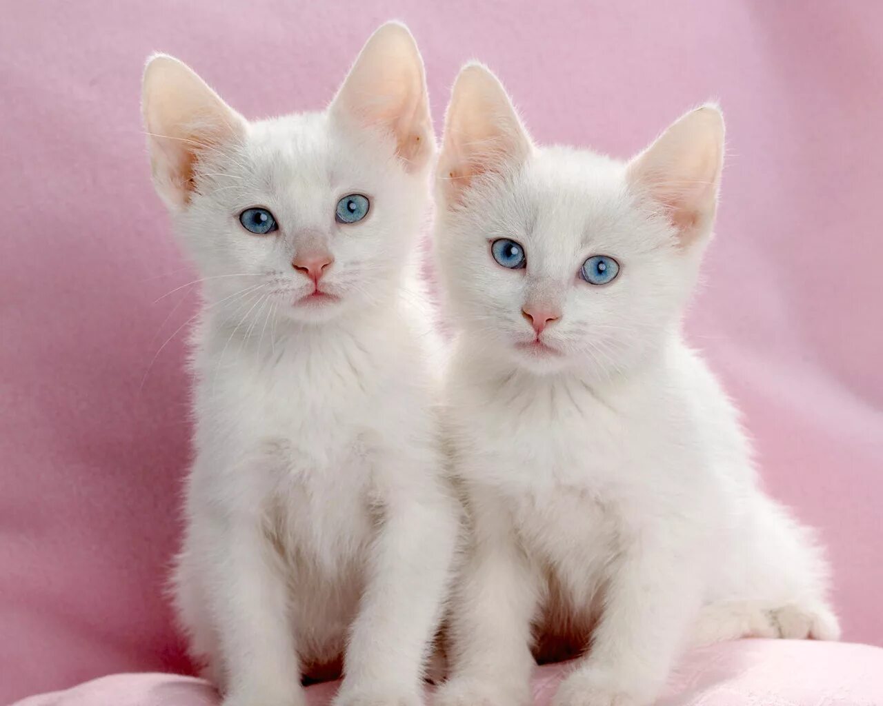 Две белые кошки. Белый котенок. котята близнецы. кошки близняшки. милые котики двойняшки.