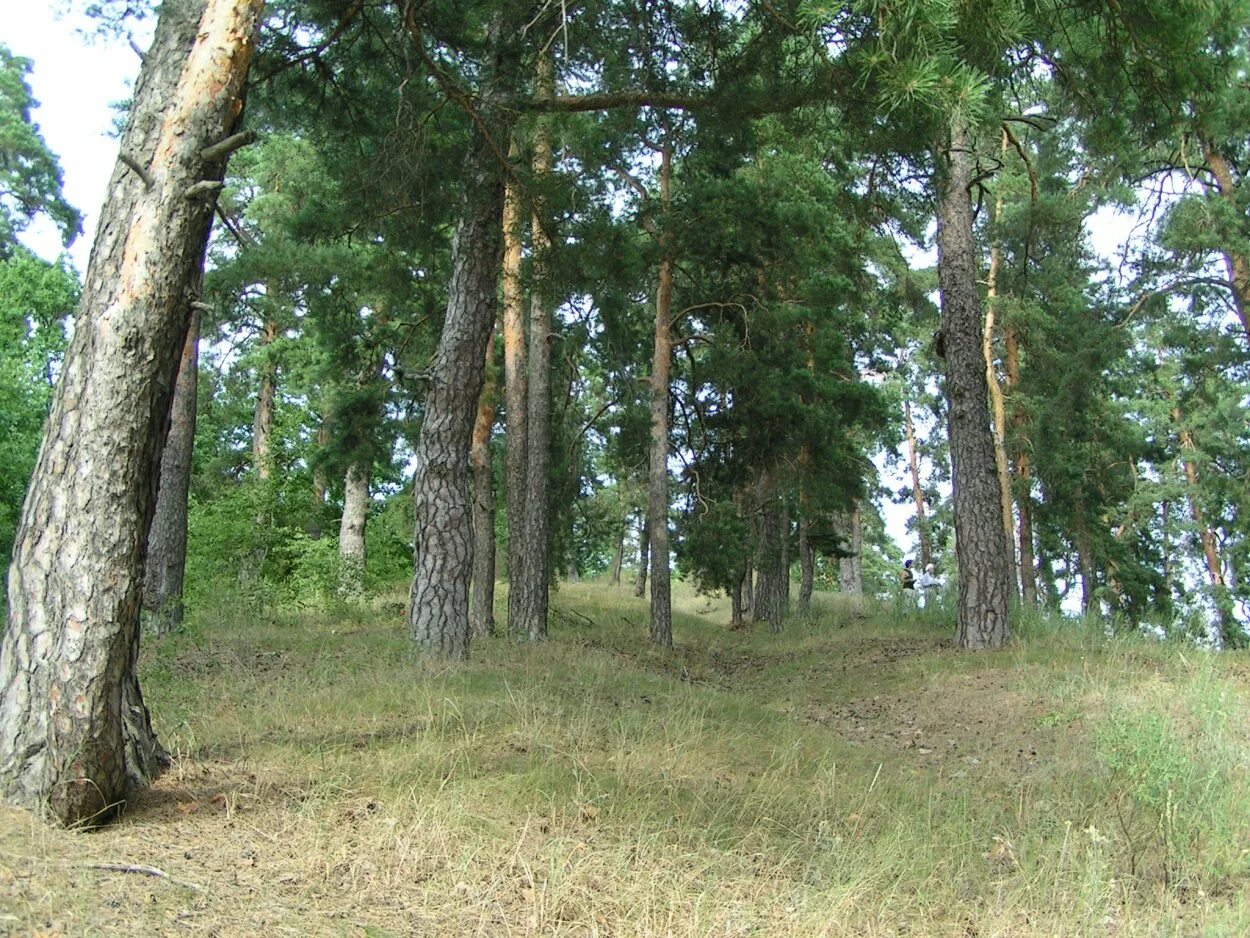 Урочище Сосновый Бор Саратовской области. Сосновый Бор Петровск. Урочище поповские сосняки. Сосны Петровск Саратовская область.