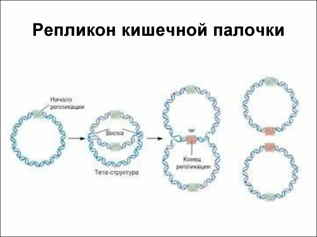 Кольцевая днк прокариот. Репликация ДНК У прокариот схема. Репликация хромосомы прокариот. Механизм репликации ДНК У прокариот. Репликация бактериальной хромосомы схема.