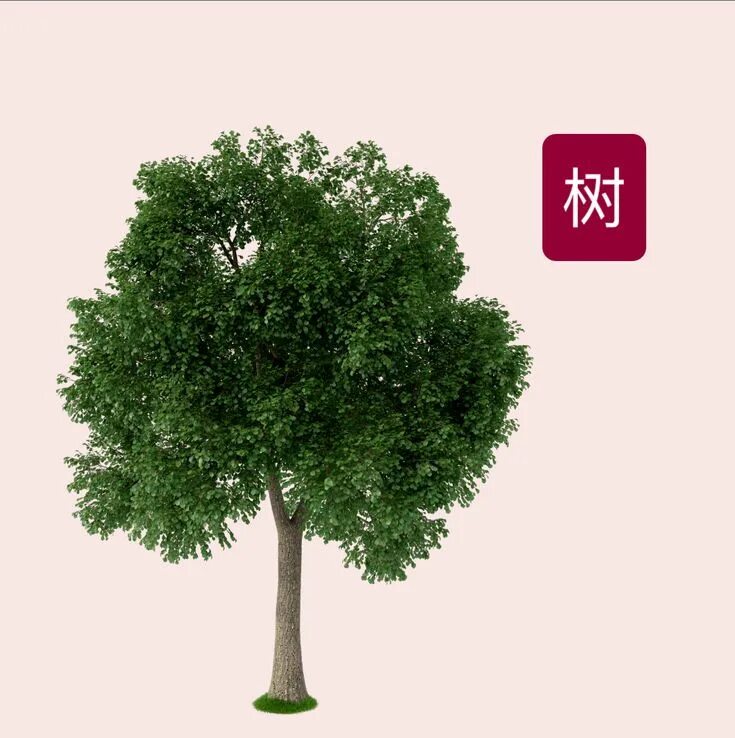 Японский дуб. Chinese character 树 дерево gif.