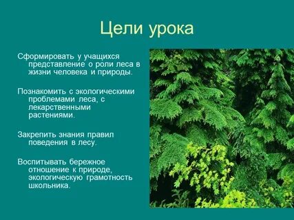 Экологическая презентация лес