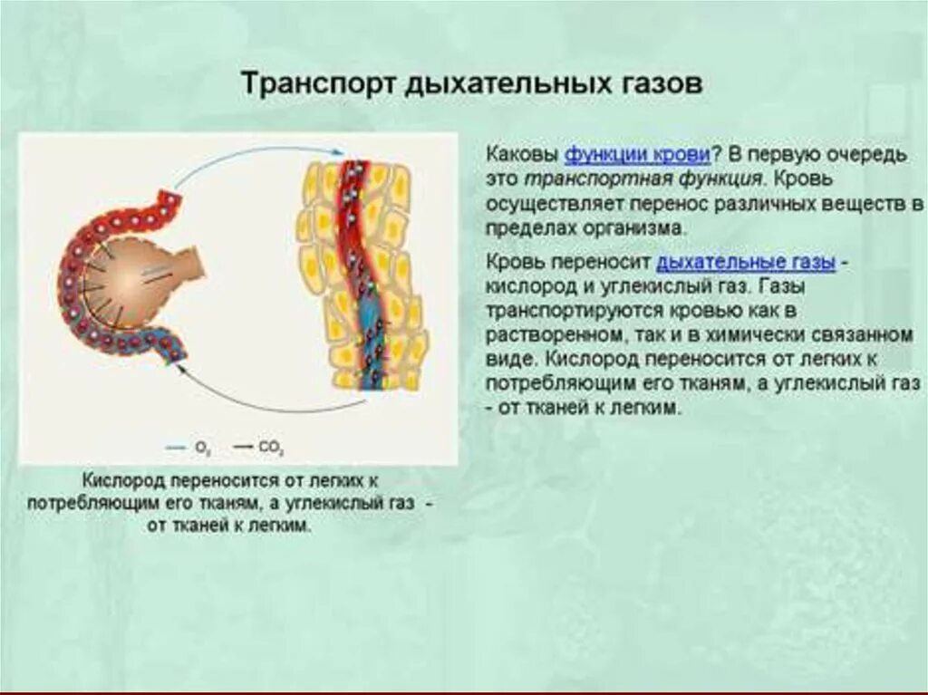 Транспорт питательных веществ к тканям. Питательные вещества в крови. Транспорт питательных веществ у животных. Передвижение веществ у растений. Транспорт веществ это в биологии.