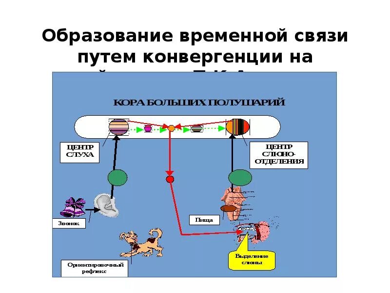 Механизм образования временной связи. Образование временных связей физиология. Схема образования временной связи. Механизм формирования временной связи.