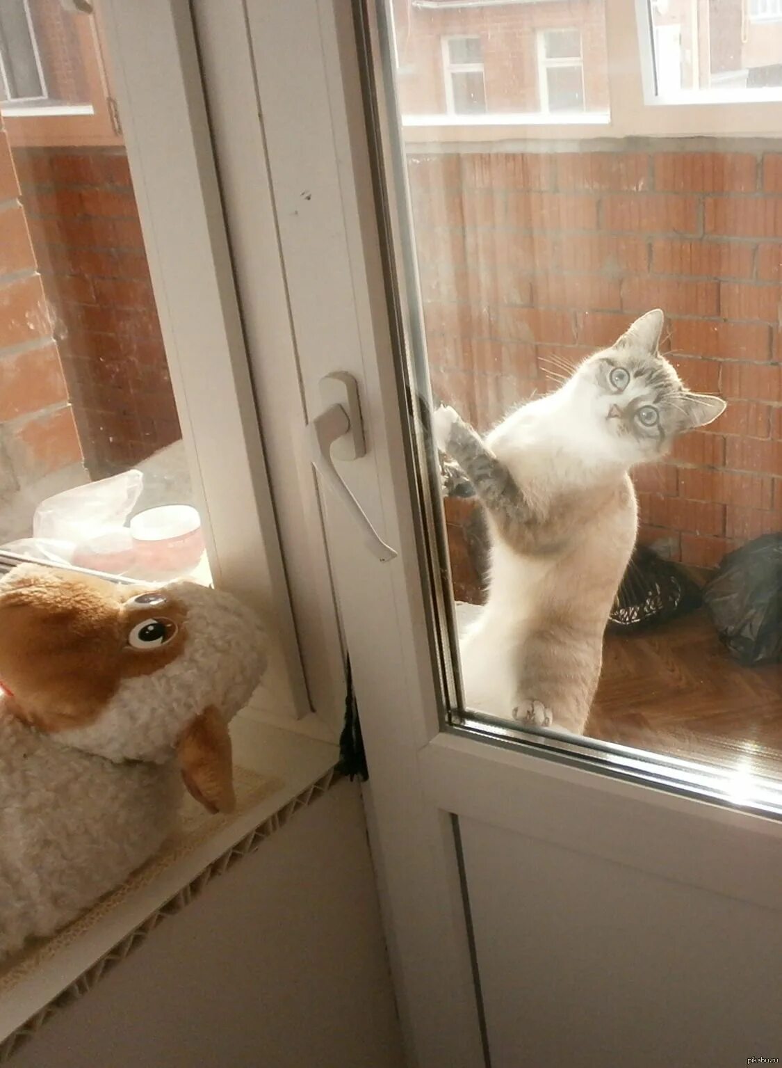 Закрыть кота