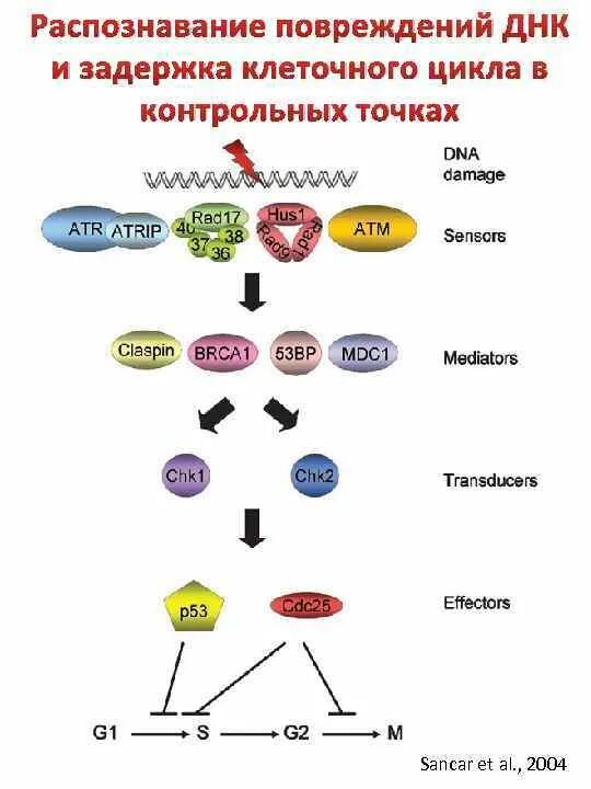 Опознание по днк. Молекулярно-генетические исследования в онкологии. Цепь днк 3 и 5 концы. Рнк гены. Опознание по днк.