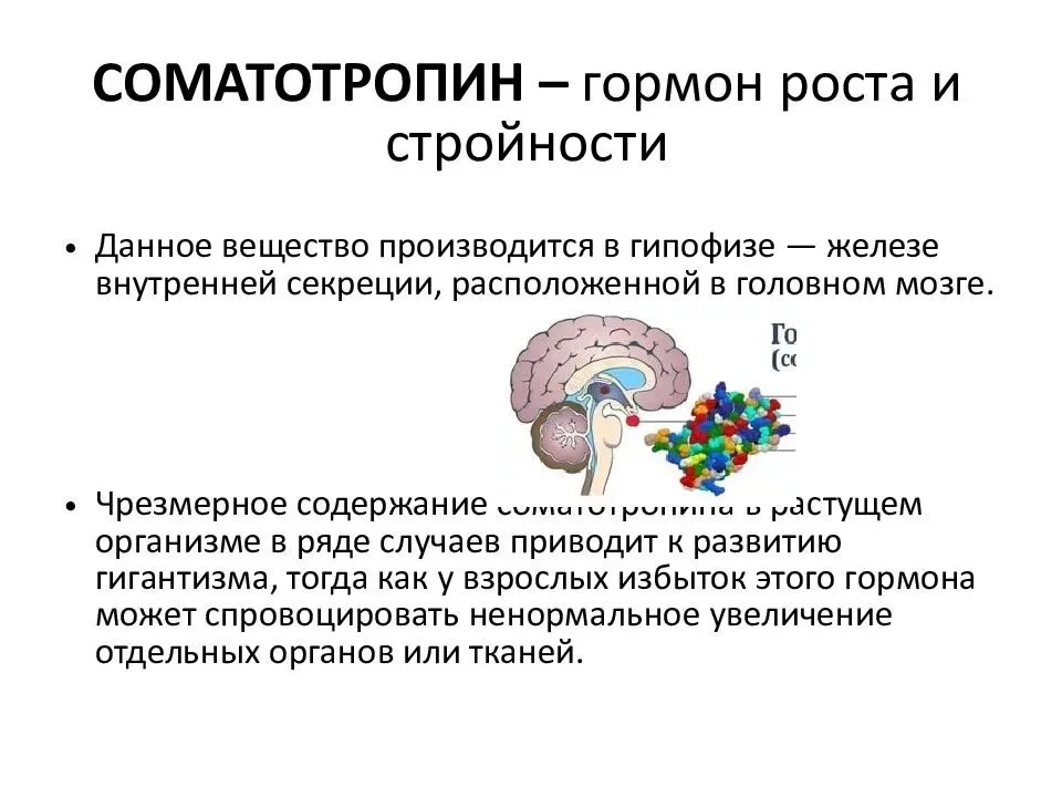 Какой гормон вырабатывает рост