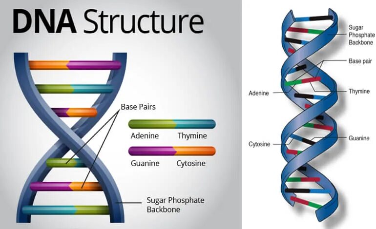 Сайт москва днк. DNA structure. Модель ДНК. Структура ДНК. Структура ДНК человека.