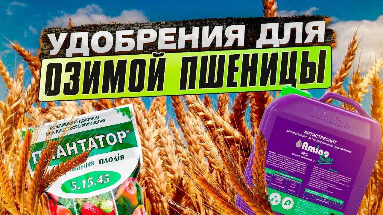 Подкормка озимых культур. Подкормка пшеницы. 2. Зерно и удобрения. Карбамидно-аммиачная смесь кас-32.