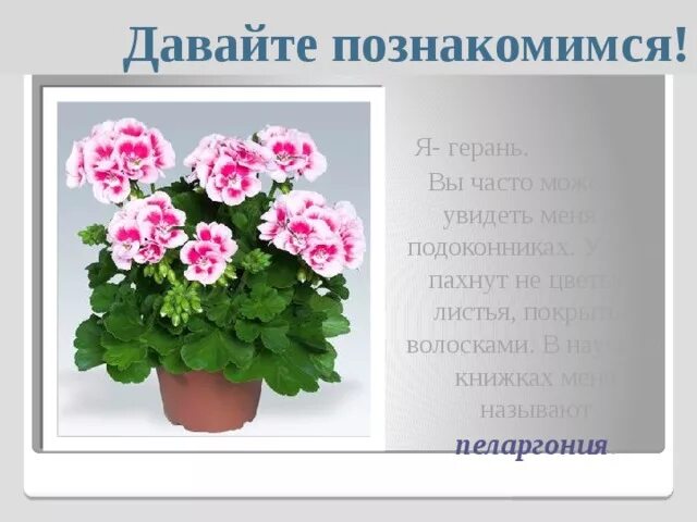 Герань история любви фото Timeless ™ Pink Geranium Pelargonium hybrid Proven Winners