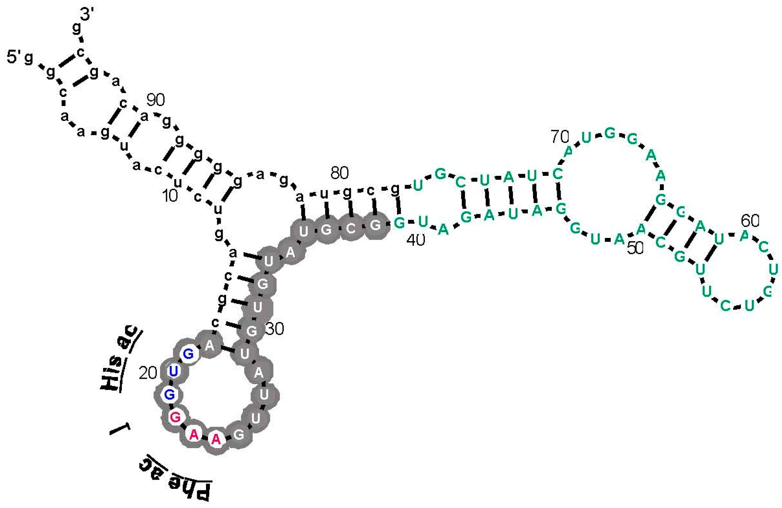 Шпилька РНК. Строение шпильки ТРНК. U5 RNA. RNA PNK.