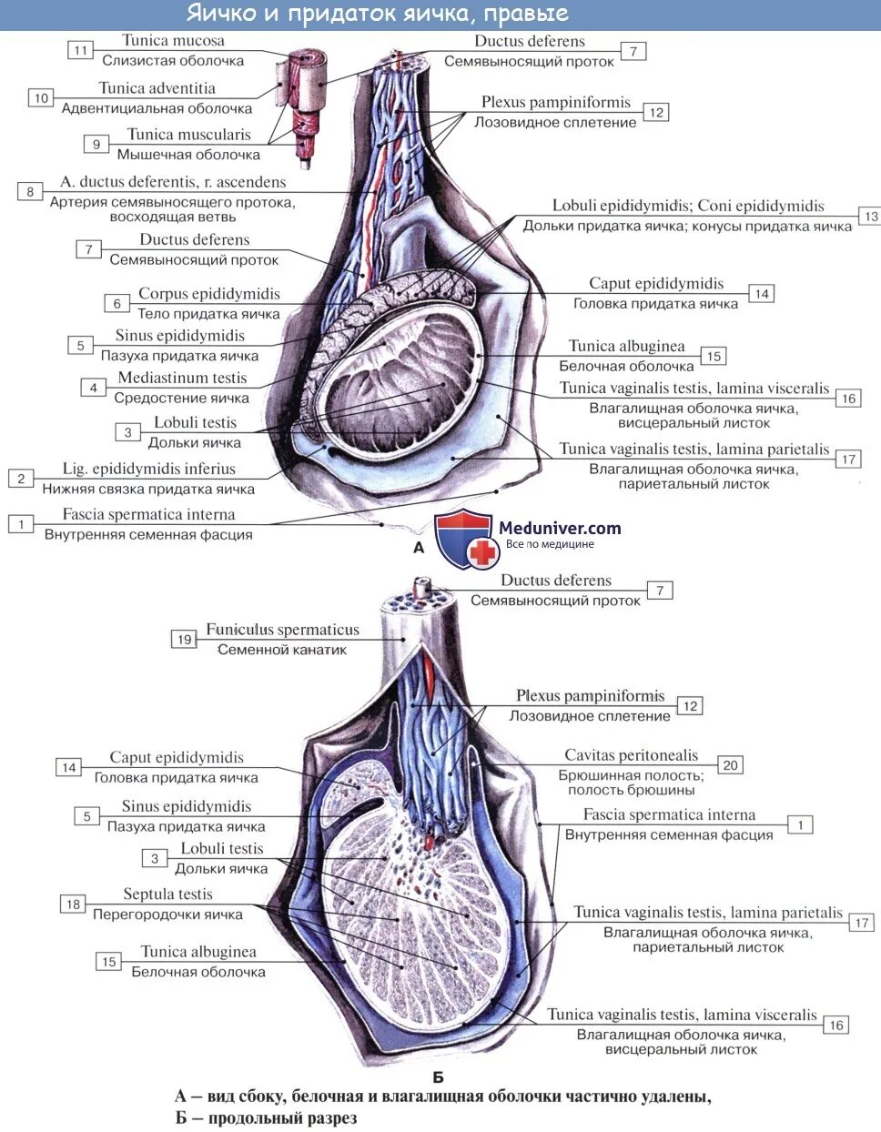 Строение оболочек яичка. Строение яичка белочная оболочка. Анатомия яичка и семенного канатика. Оболочки яичка анатомия на латыни. Мужские яички органы