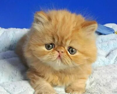 Котята персидской кошки
