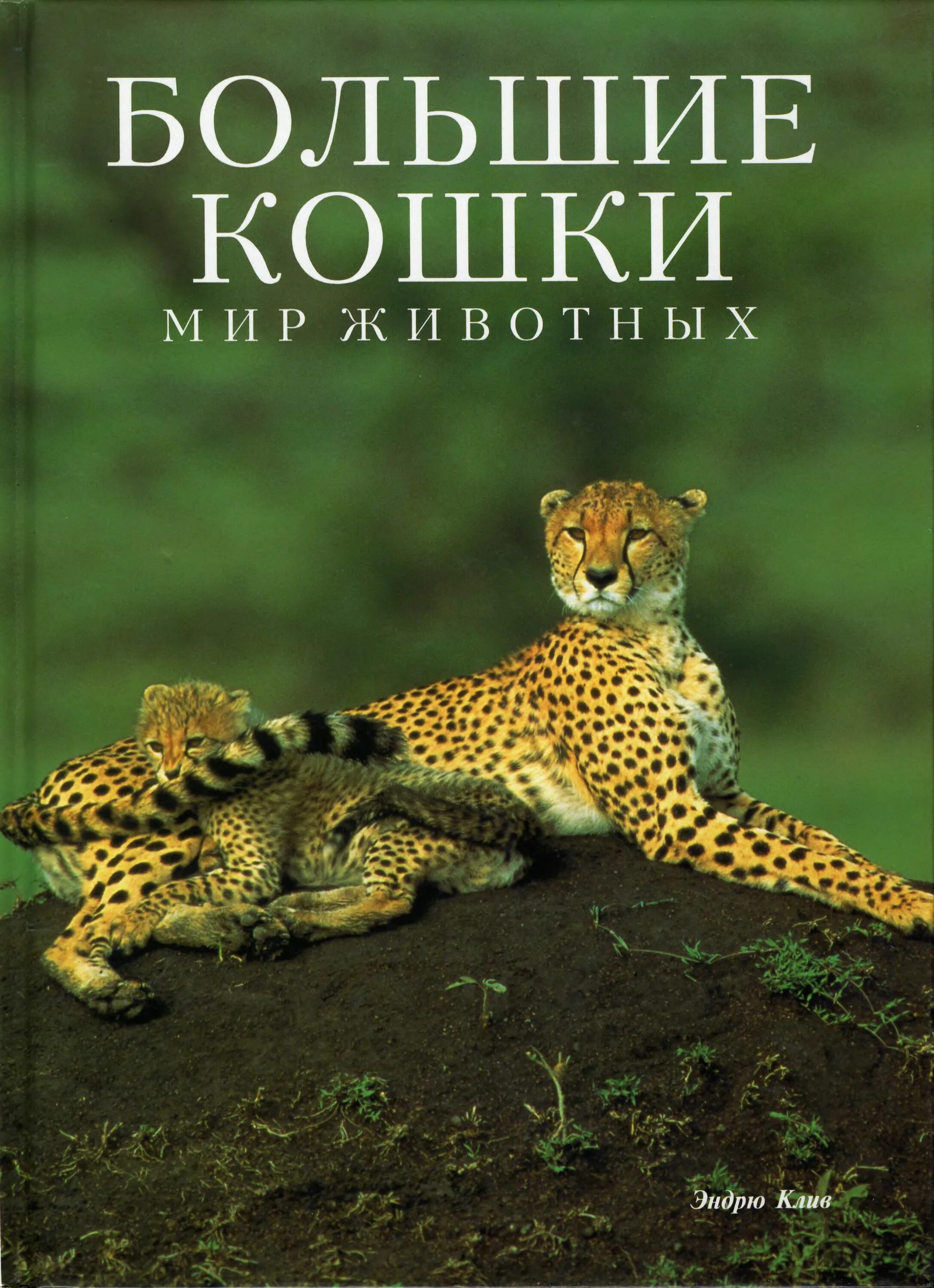 Мир книг зверь. Книги мир животных Эндрю Клив. Большие кошки книга. Книги про больших кошек. Большие кошки мир животных книга.