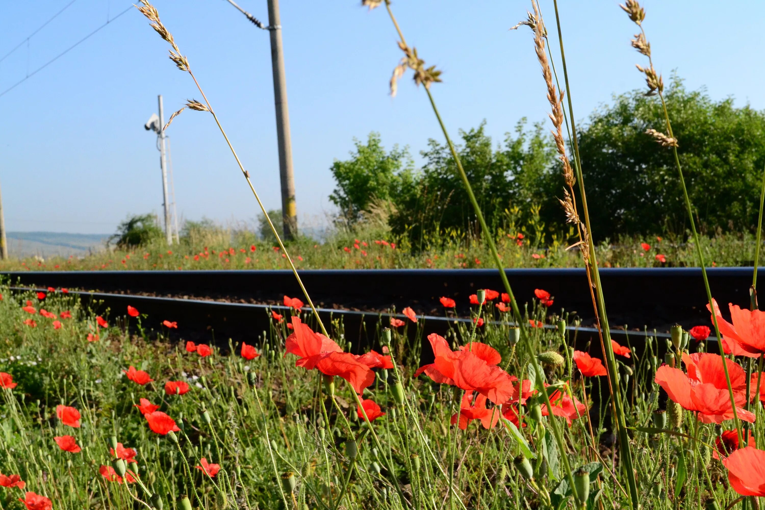 Железная дорога растения. Железная дорога цветы. Маки вдоль железной дороги. Железная дорога в цветах.