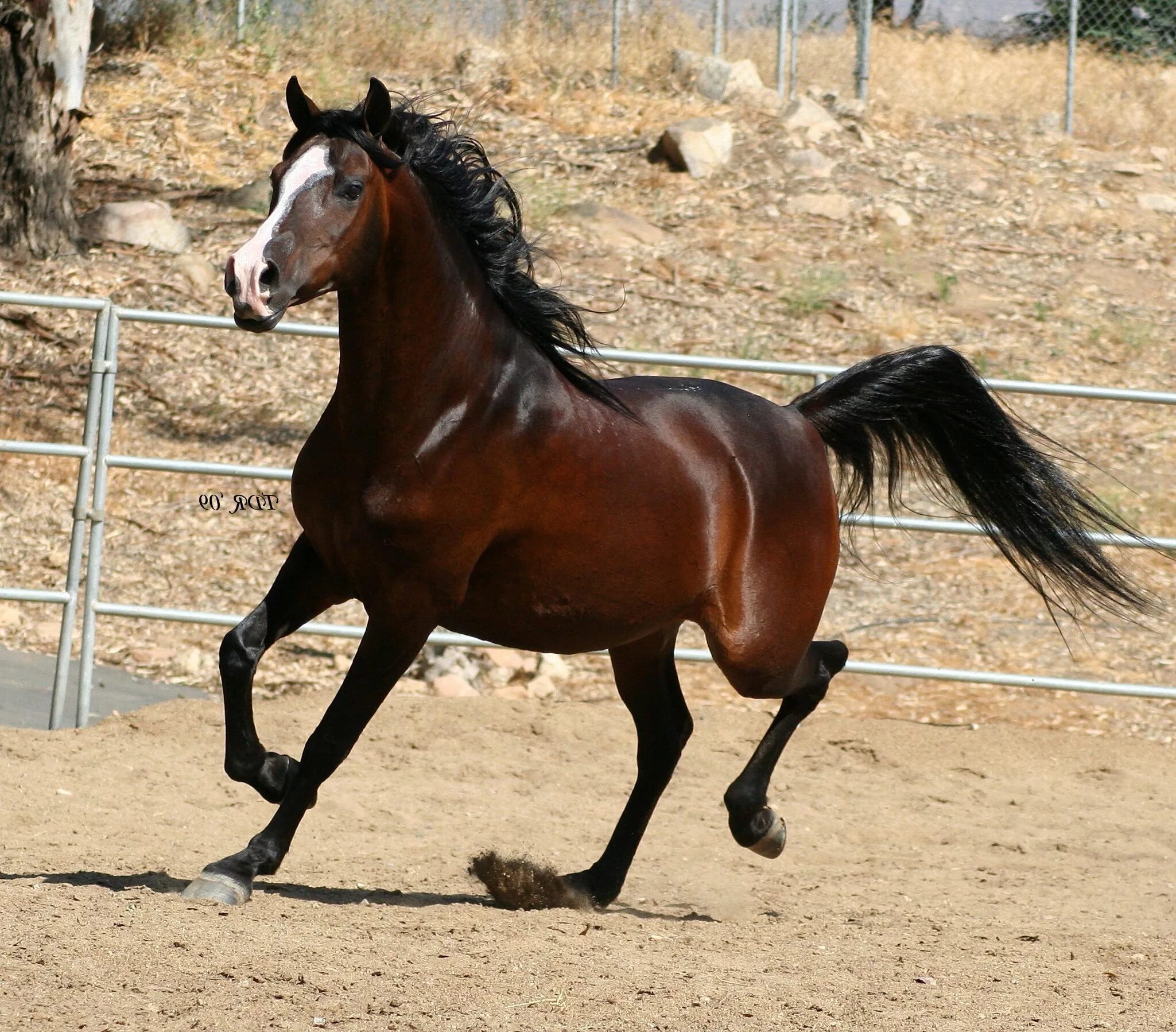 Купить чистокровную лошадь. Арабская Скаковая порода лошадей. Морган (порода лошадей). Арабская лошадь гнедая. Андалузская лошадь гнедая.