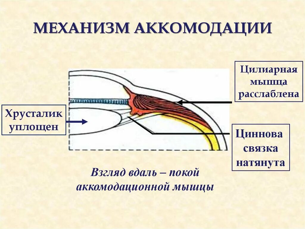 Ресничная мышца глаза функции. Аккомодация хрусталика физиология. Механизм аккомодации глаза. Механизм аккомодации анатомия. Механизм аккомодации физиология.