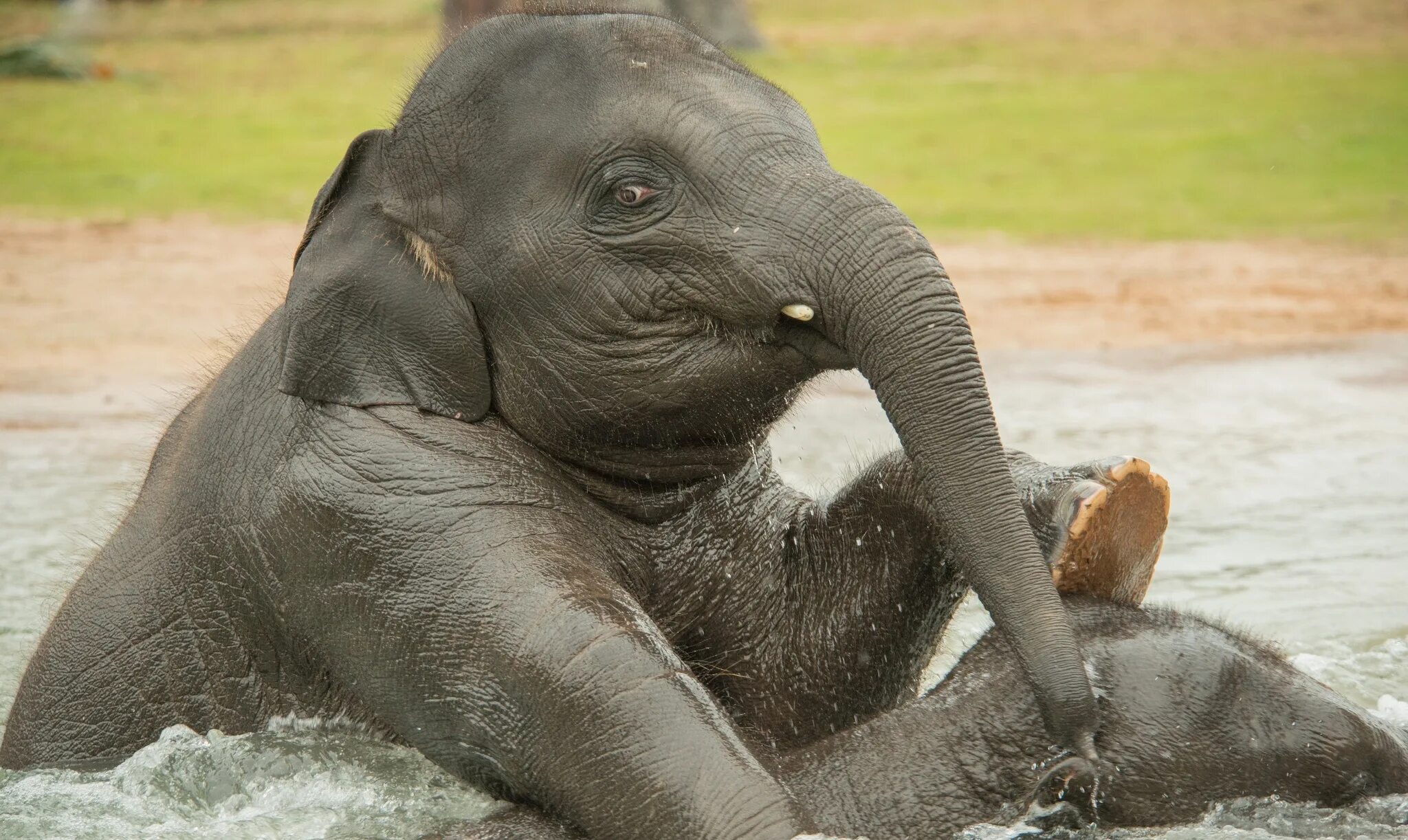 Elephant swim. Слоненок. Смешные слоны. Смешной Слоник. Смешной Слоненок.