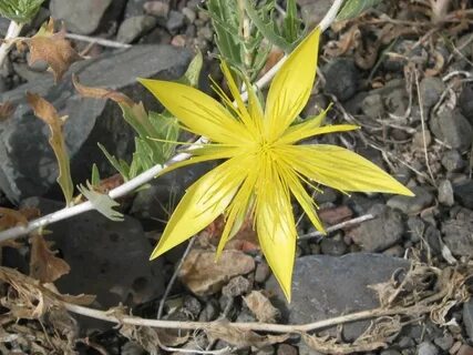 Stars plant