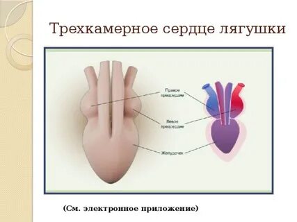 Сердце лягушки состоит