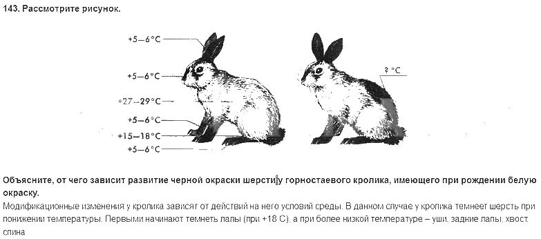 На рисунке изображены горностаевые кролики