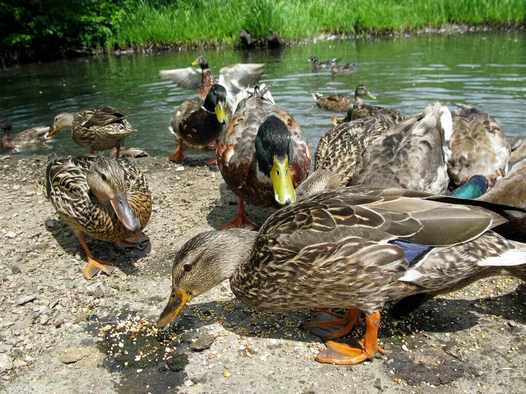 Feed Ducks. Mallard Rising, Ducks. Lake with Ducks Feed.