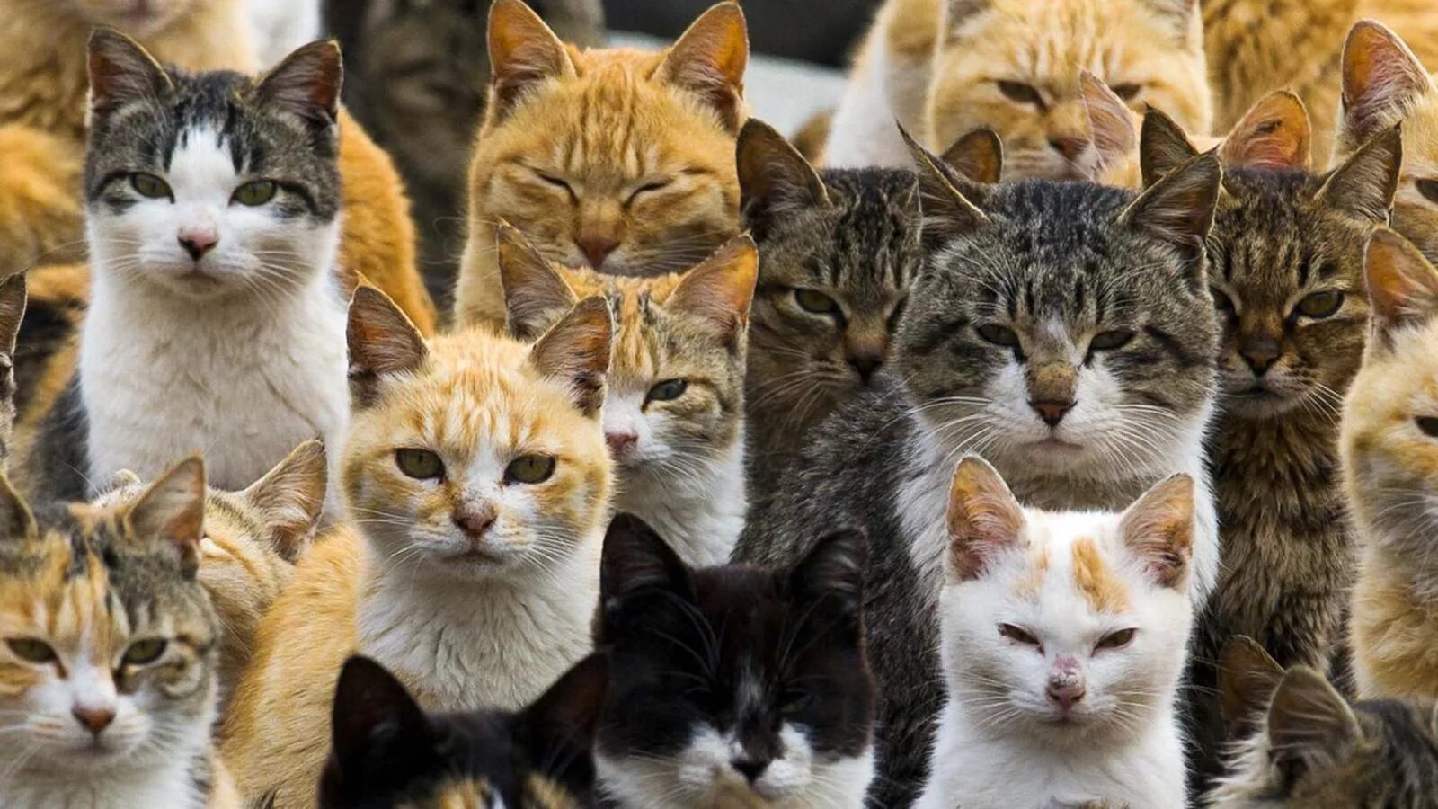 Где много котят. Много кошек. Много котов. Очень много котов. Несколько кошек.