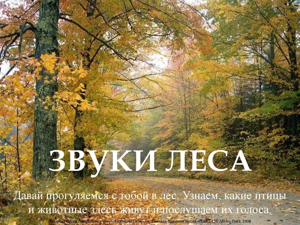 Какие звуки в лесу. Звуки леса. голоса звуки леса. звук в лесу. приятный звук леса.