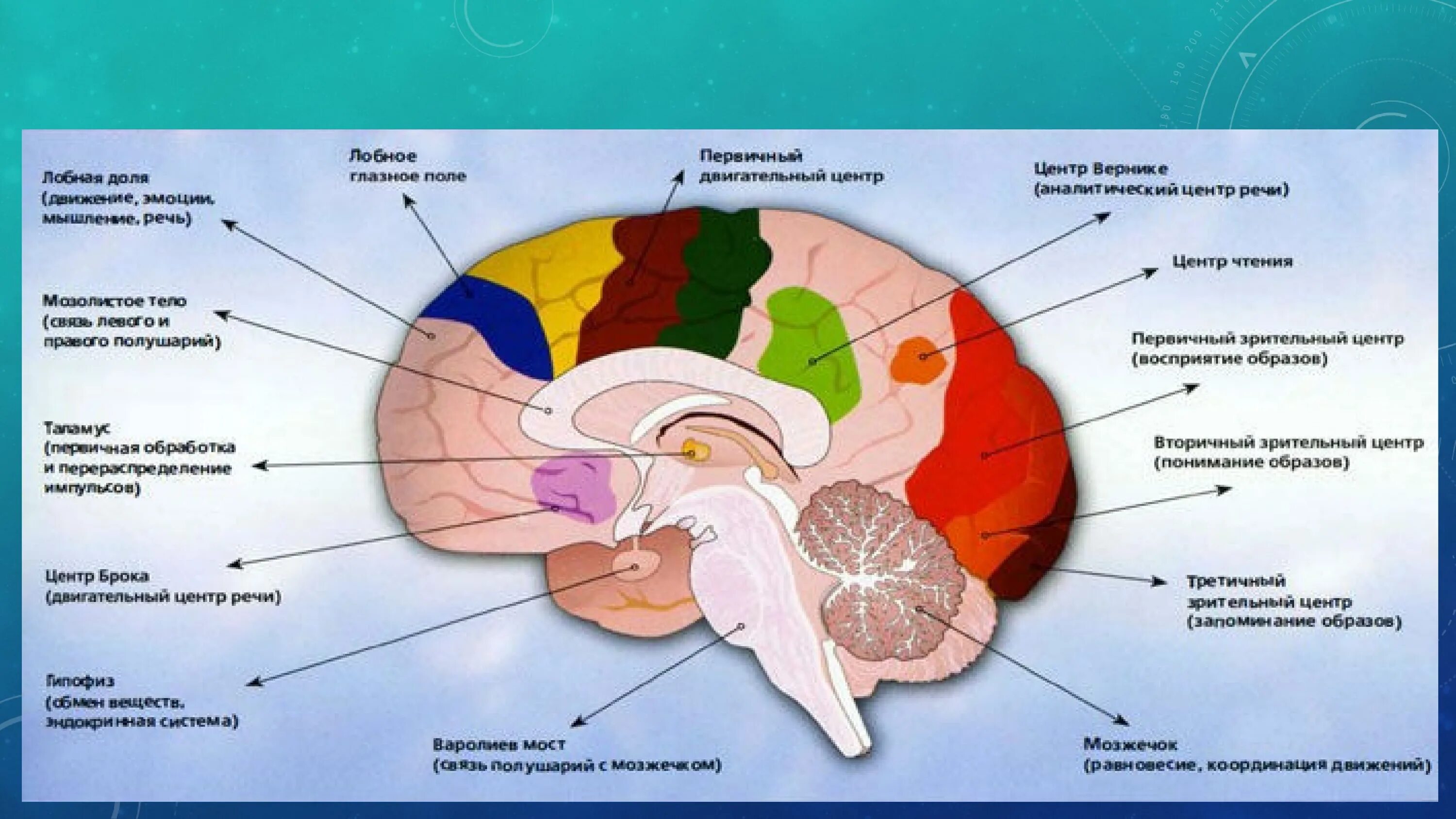 Внутренние части мозга. Отделы и части головного мозга. Головной мозг человека строение части. Строение мозга и функции его частей. Отделы мозга и их функции рисунок.