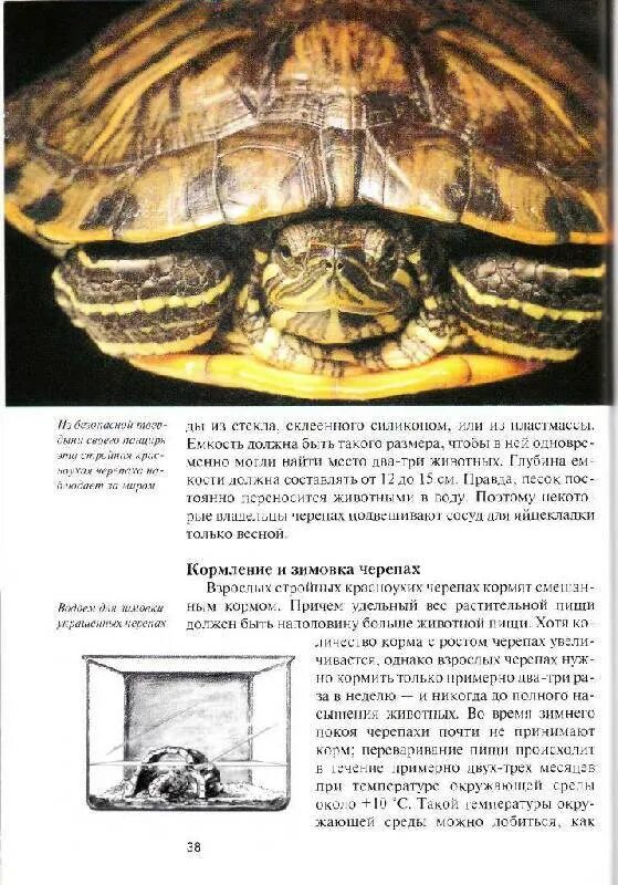 Классификация красноухой черепахи. Красноухие Черепашки рацион питания. Корм для водяных черепах и для красноухой черепахи. Красноухая черепаха питание.