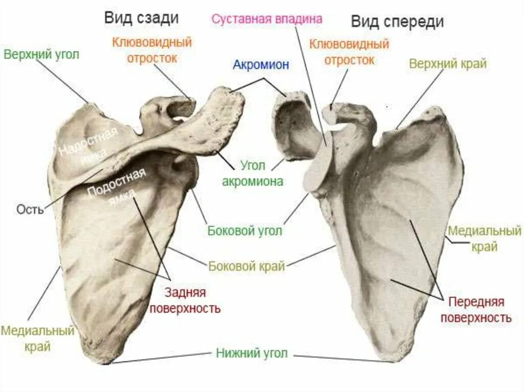 Лопатка человека анатомия. Строение лопатки вид спереди. Лопатка анатомия вид спереди.