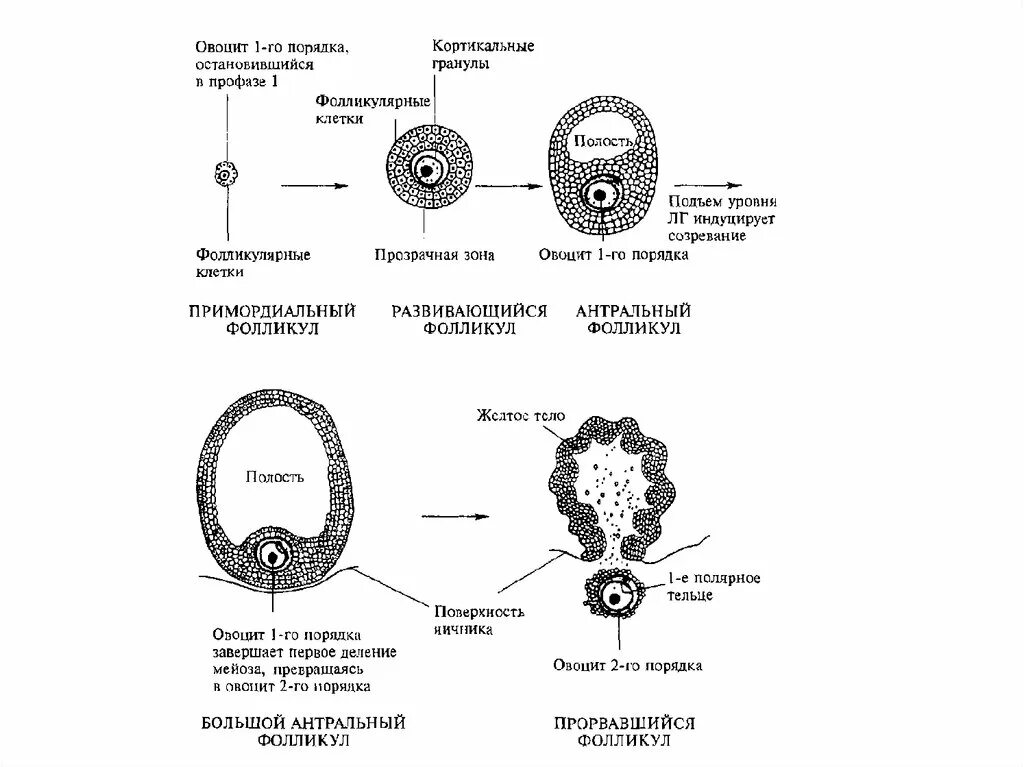 Стадии фолликулогенеза схема. Примордиальный фолликул схема. Оболочки яйцеклетки человека. Стадии развития яйцеклетки. Где происходит созревание яйцеклеток