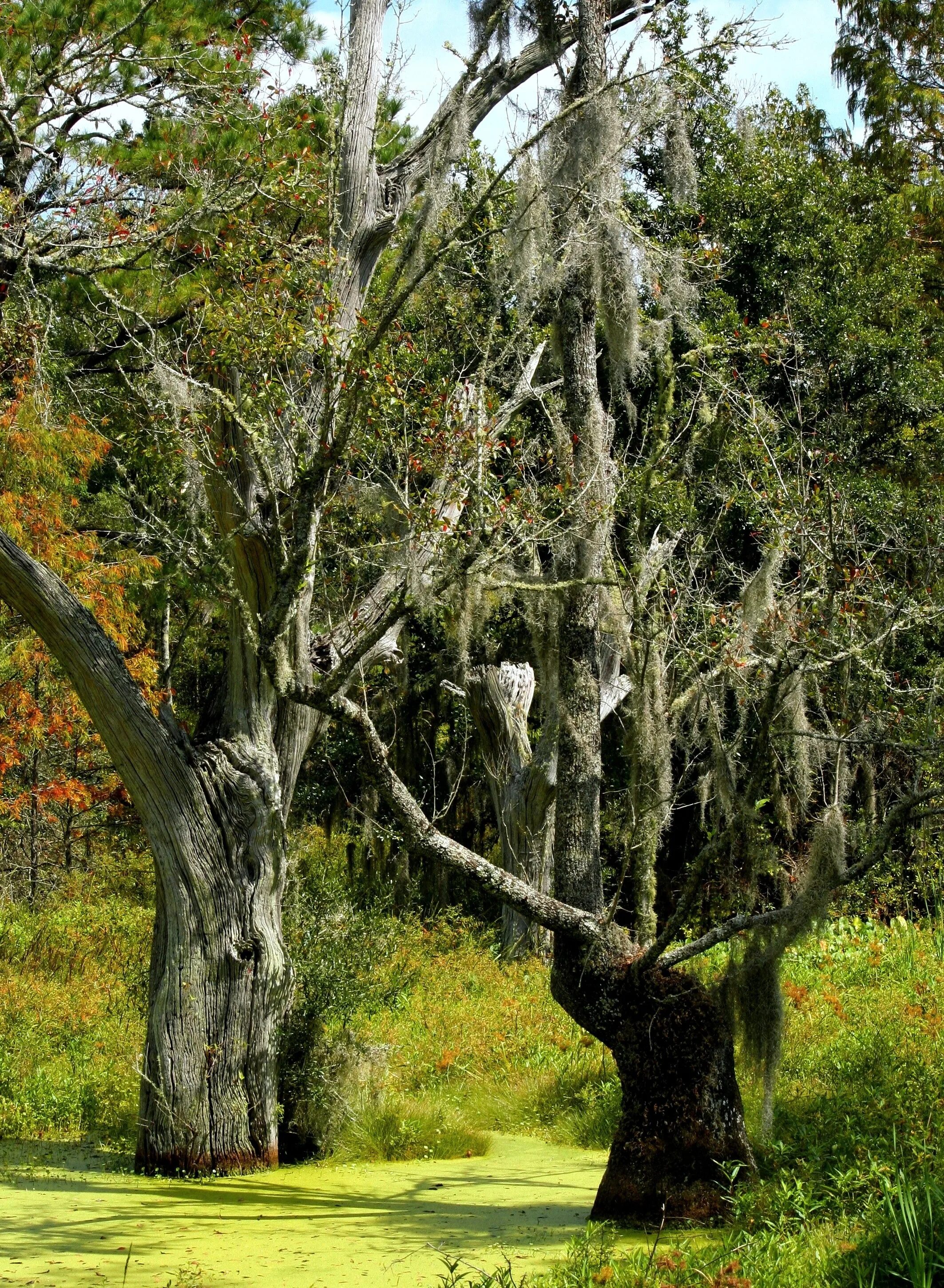 Болотистое дерево. Тилландсия уснеевидная деревья Луизиана. Испанский Мосс деревья. Swamp bog Marsh. Испанский мох на деревьях в Америке.