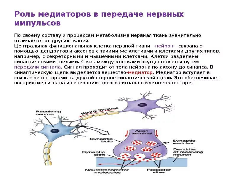 Процесс возбуждения нервных клеток. Передача нервного импульса биохимия. Медиаторы нервной ткани биохимия. Биохимические механизмы в проведении нервного импульса. 2. Биохимия возникновения и проведения нервного импульса.