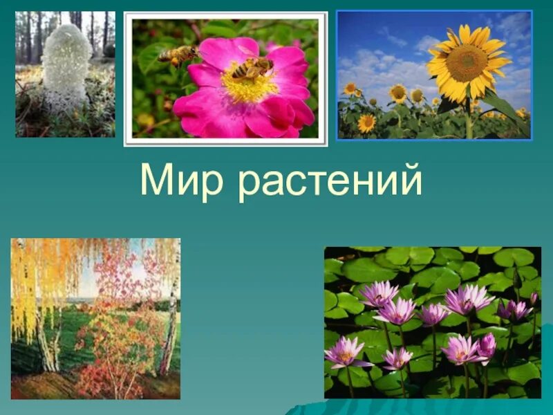 Темы недели растительный мир. Мир растений. Растительный мир цветы. Путешествие в мир растений. Тема мир растений.