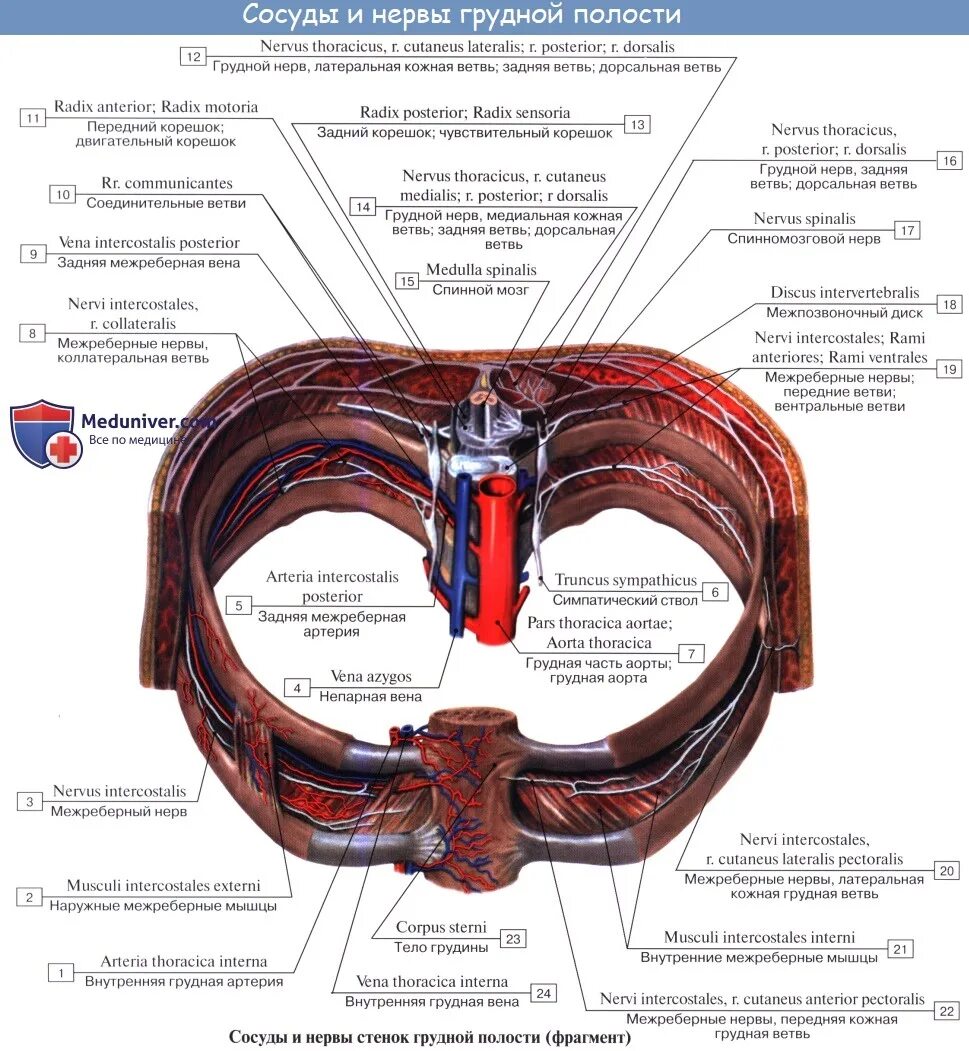 Межреберные нервы анатомия. Грудные межреберные нервы анатомия. Топография межреберных нервов анатомия. Межреберная артерия Вена и нерв.