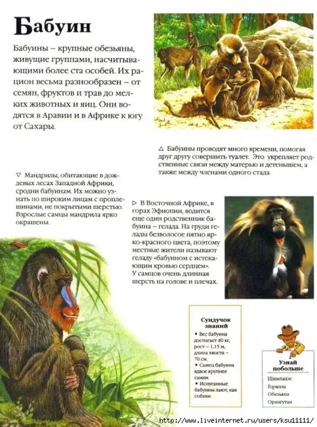 Заметки о животных. Статья из энциклопедии о животных. интересные истории про животных для детей. научная статья о животных. интересная энциклопедия про животных.
