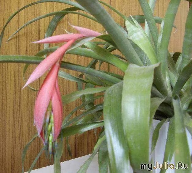 комнатная пальма панданус. цветок с длинными колючими листьями. цветок пальма панданус. название цветка с колючими листьями. пальма юкка панданус.