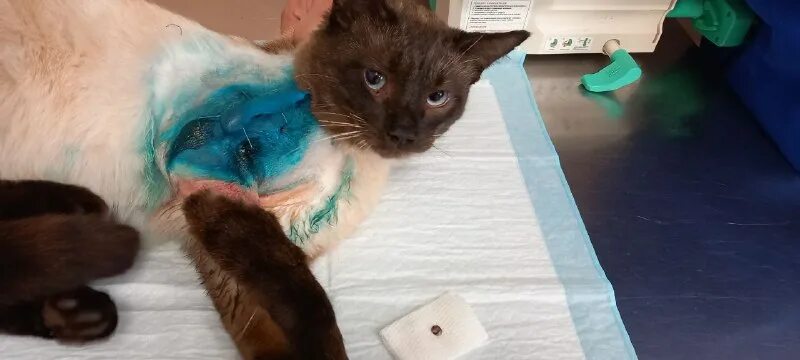 ветклиника айболит шахты