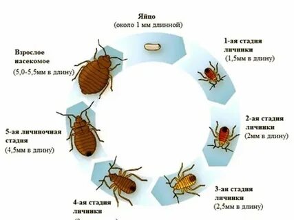 Как быстро размножаются клопы от момента попадания