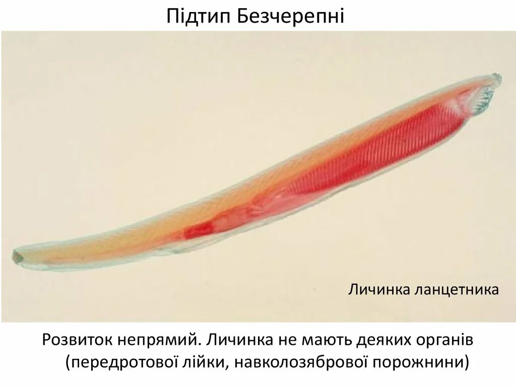 Личинка ланцетника. Личинка ланцетника. Черви ланцетники. Круглоротые это ланцетник. Ланцетник личинка ланцетника.