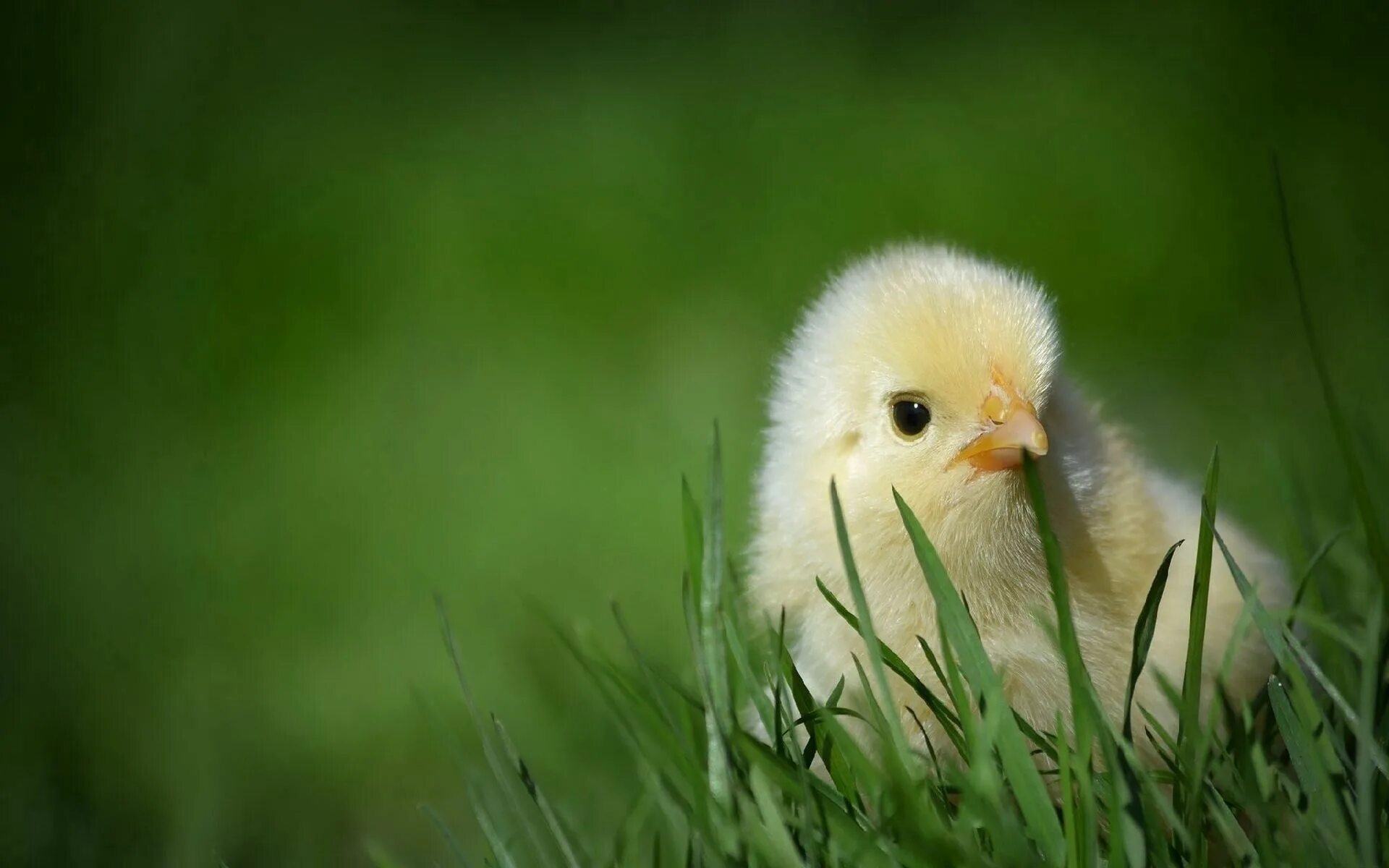 Видеть во сне цыплят. Цыпленок. Красивые цыплята. Цыпленок в траве. Милый цыпленок.