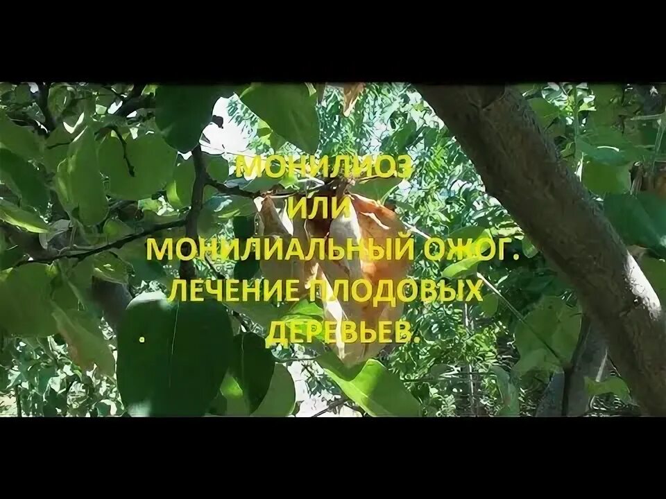 Скор для деревьев