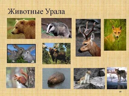 Растения и животные урала