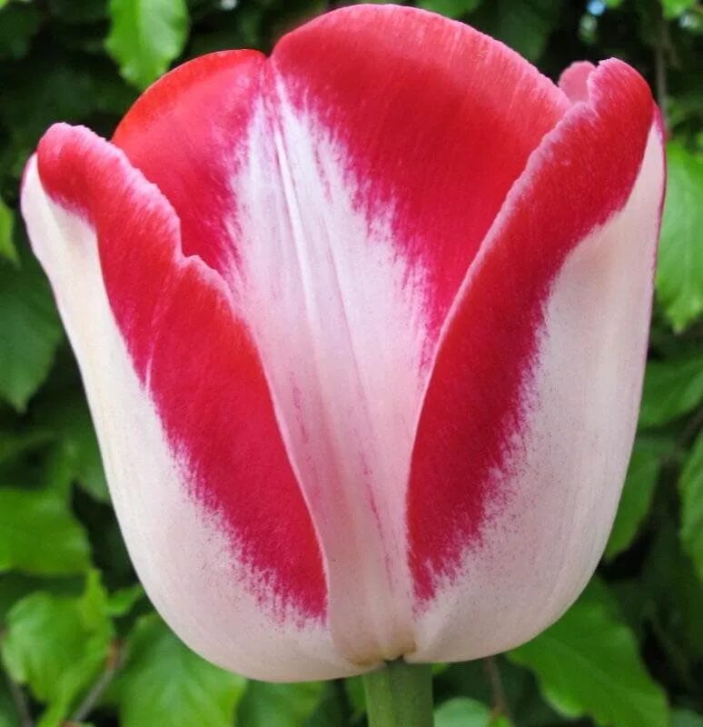 Tulip 'Kelly' Tulips, Red peppercorn, Peppercorn