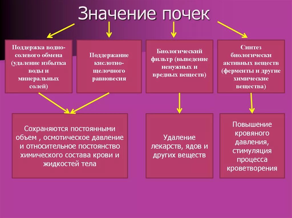 Сеним что значит. Значение почек. Функции почек в организме. Функции органов почки. Значение почек кратко.