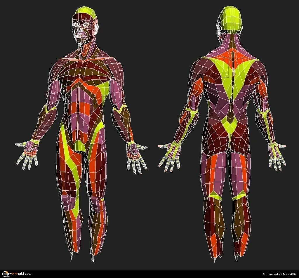 Human body visualizer