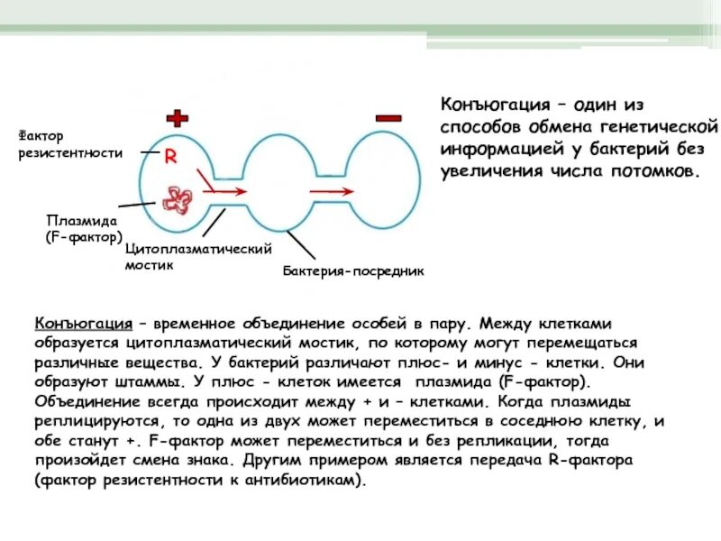 Молекула участвующая в репликации