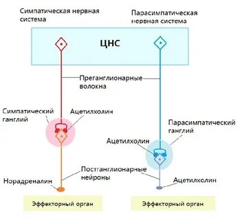 Парасимпатическая нервная система потоотделение