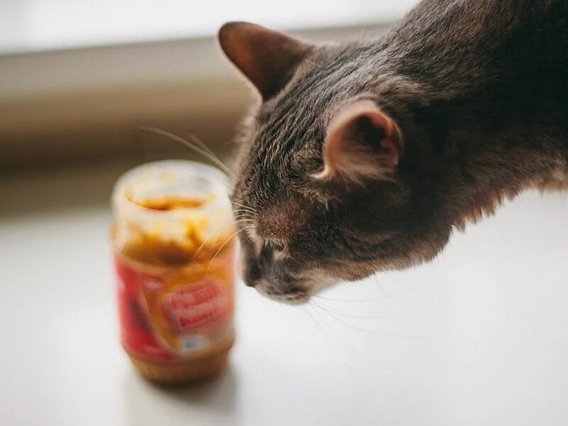 Cat with Butter. Butter версия коты. Масло сливочное с кошкой. Peanut Cat. Кошка сливочное масло