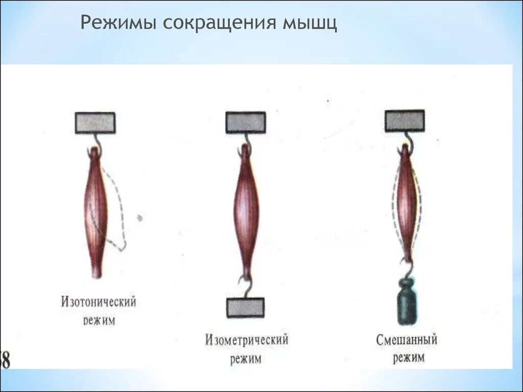 График работа мышц. Изотонический Тип мышечного сокращения. Изотоническое и изометрическое сокращение мышц. Изометрический и изотонический режим сокращения мышц. Режимы мышечных сокращений.